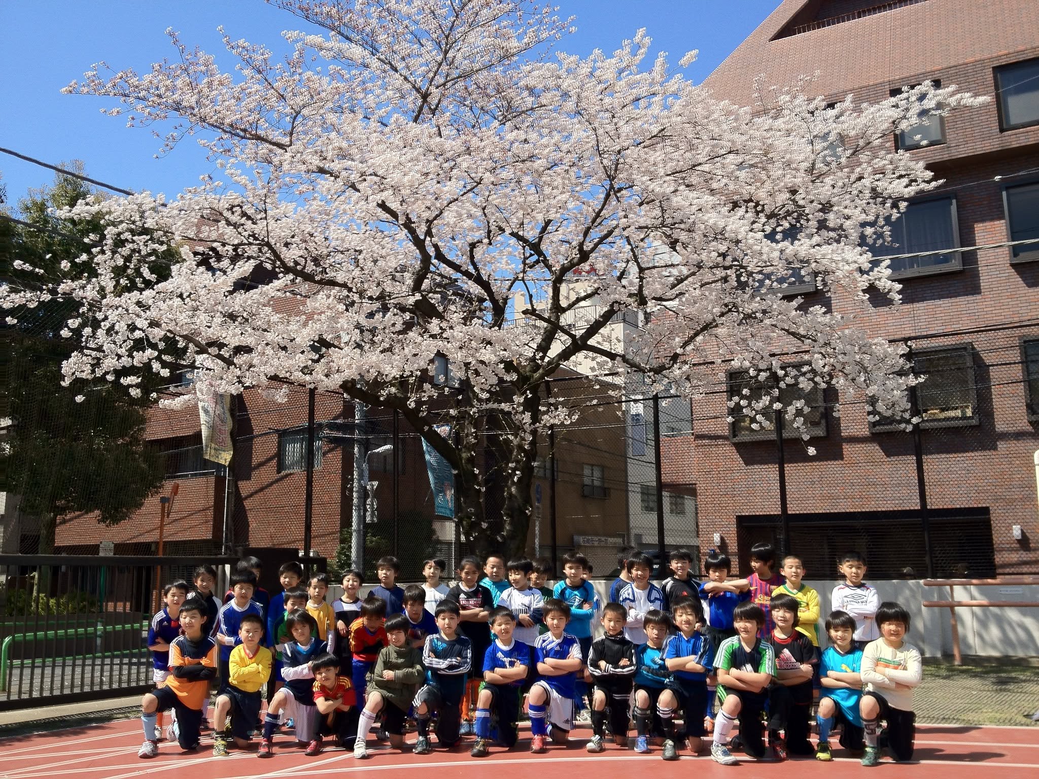 桜の下での集合写真